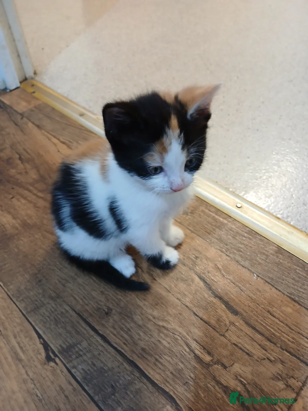 Mixed Breed cats for sale: Beautiful kittens - Advert 7