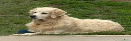 Golden Retriever dogs for sale: 5 year old kc reg fully health tested female  - Advert 1