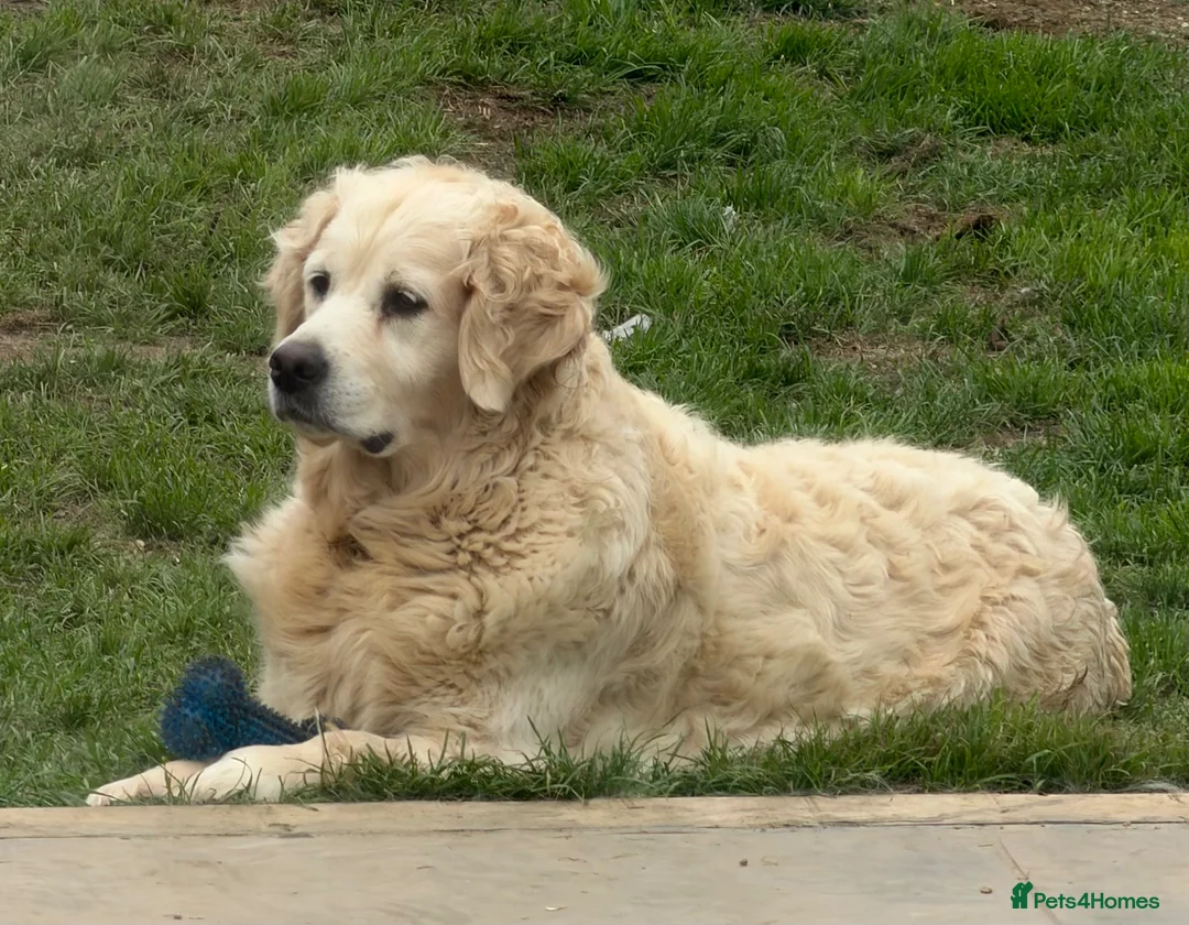 Golden Retriever dogs for sale: 5 year old kc reg fully health tested female  - Advert 1