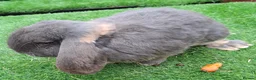 Continental Giant rabbits for sale: PURE HEALTHY Continental Giants PROVEN FOR STUD🐰  - Advert 20