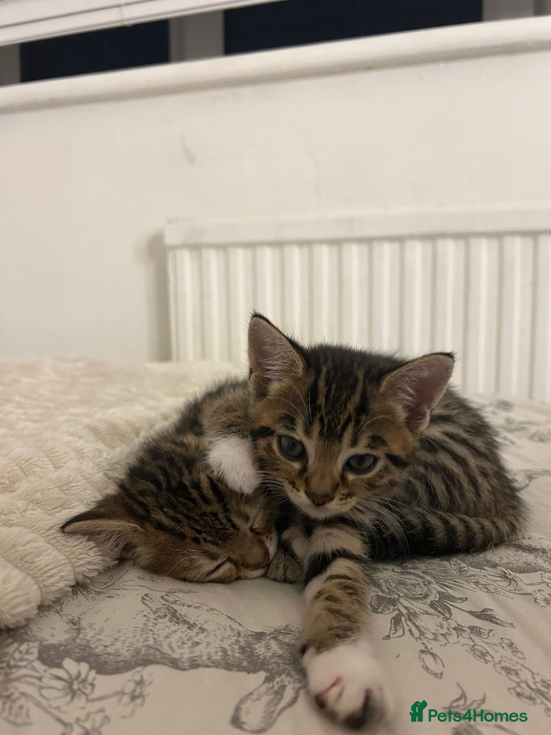 Bengal cats for sale: 1 female bengal kitten left ‼️ - Advert 5