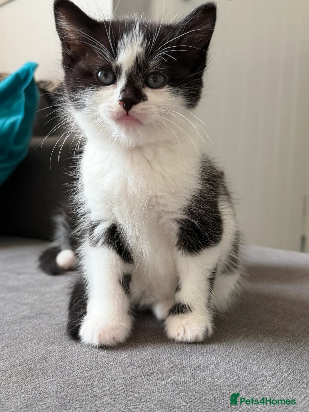 British Shorthair cats for sale: Cute kittens for sale - Advert 4