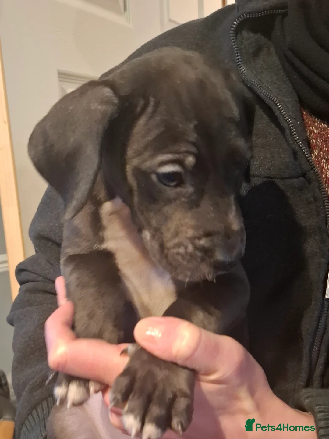 Great Dane dogs for sale: Great Dane puppies K.C Registered  - Advert 11