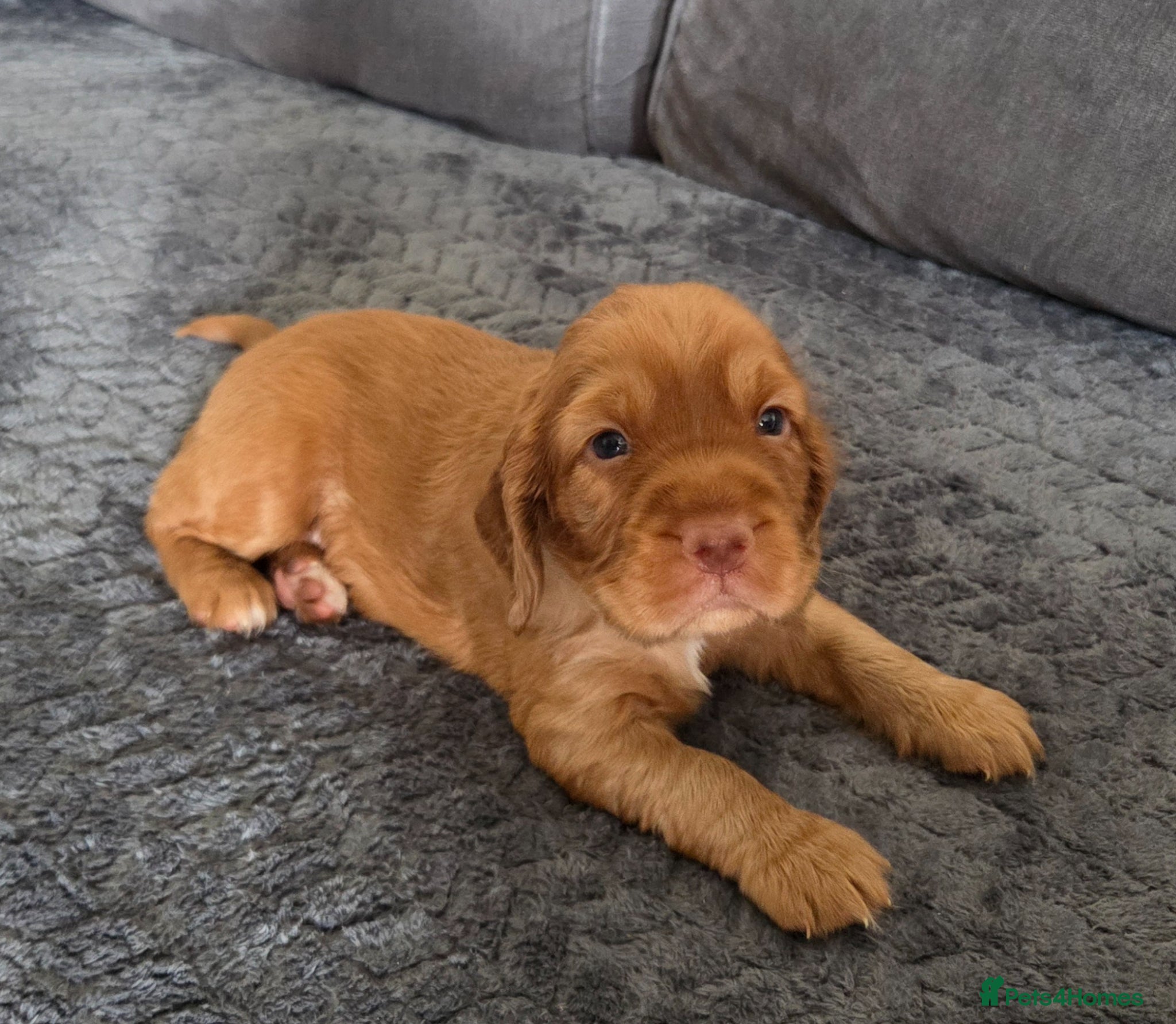 Cocker Spaniel dogs for sale: Cocker spaniel boy  in Shrewsbury - Advert 5