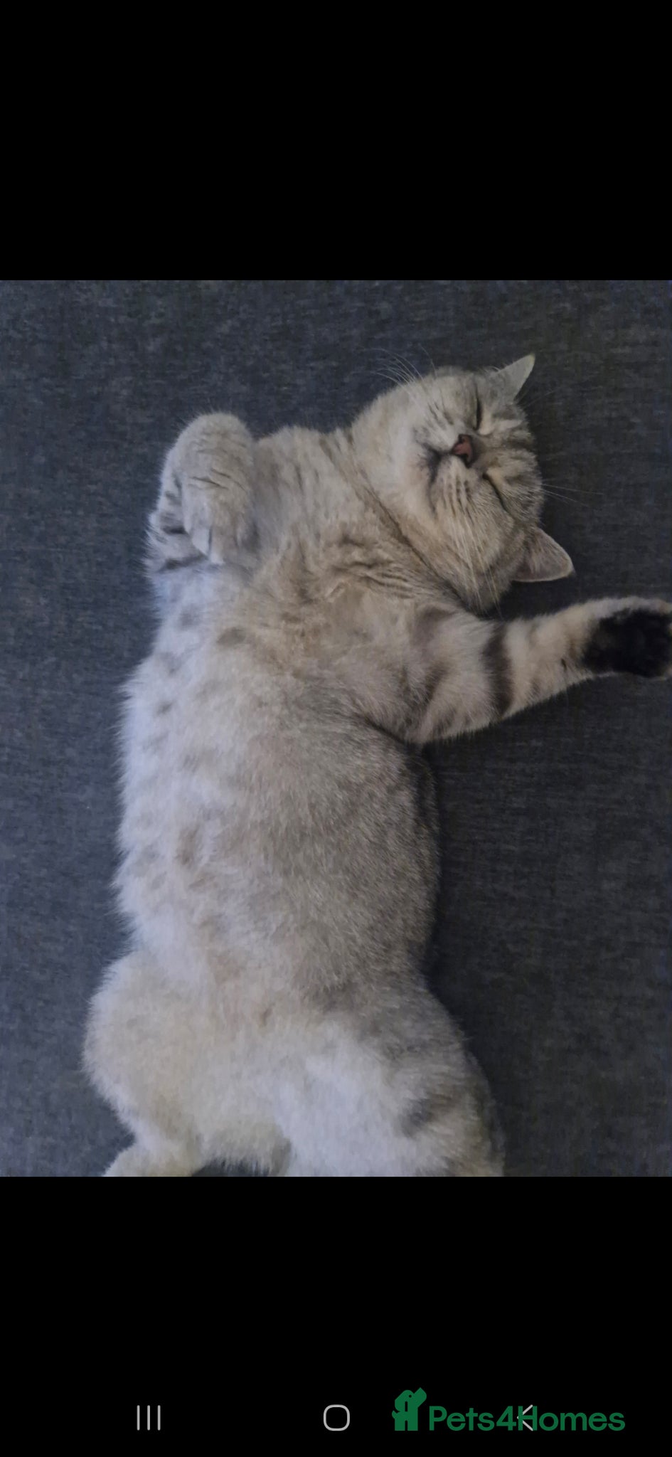 Mixed Breed cats British short hair/ Persian mixed breed  - Advert 1