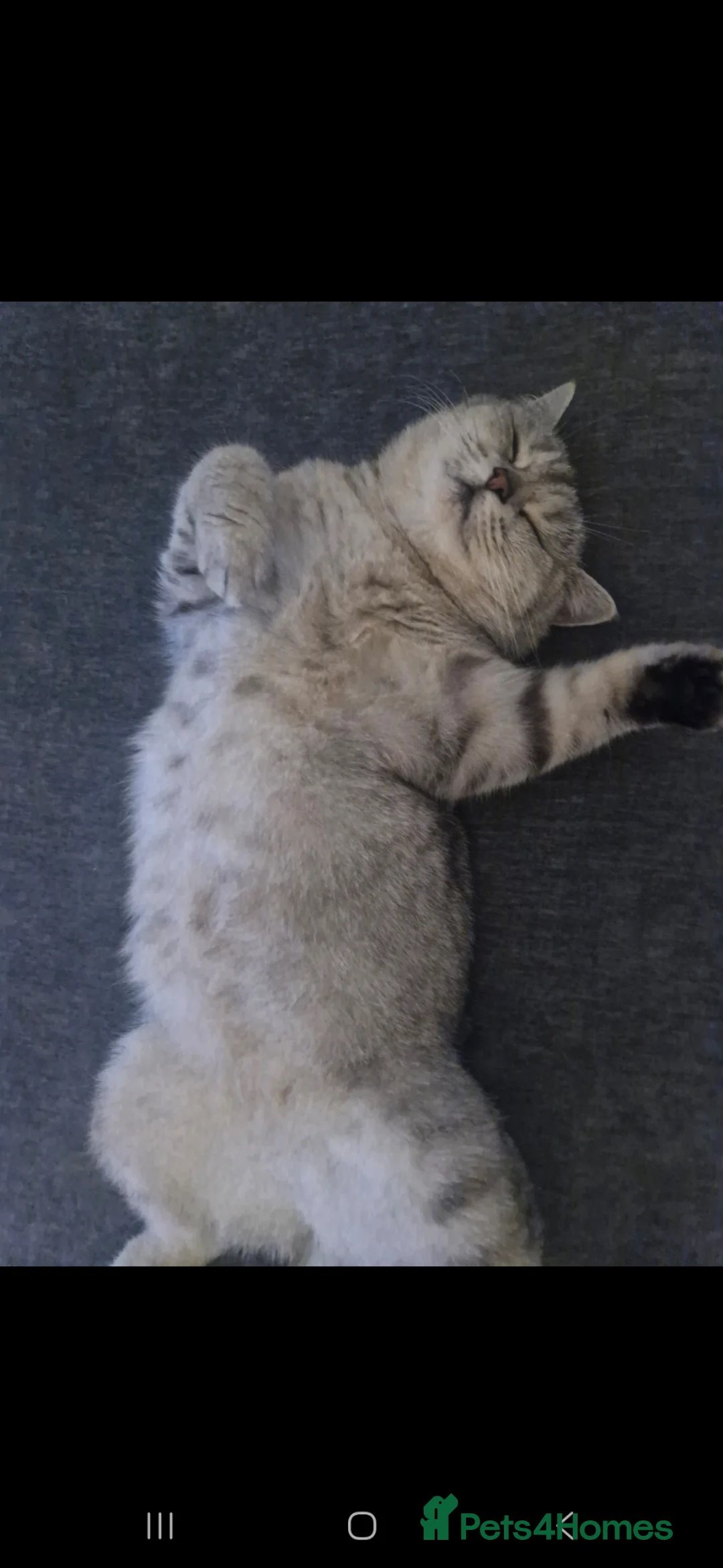 Mixed Breed cats for sale: British short hair/ Persian mixed breed  in Saint Helens - Advert 1