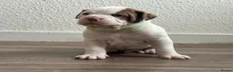 Mixed Breed dogs for sale: American bulldog x Alapaha blueblood bulldog  - Advert 14