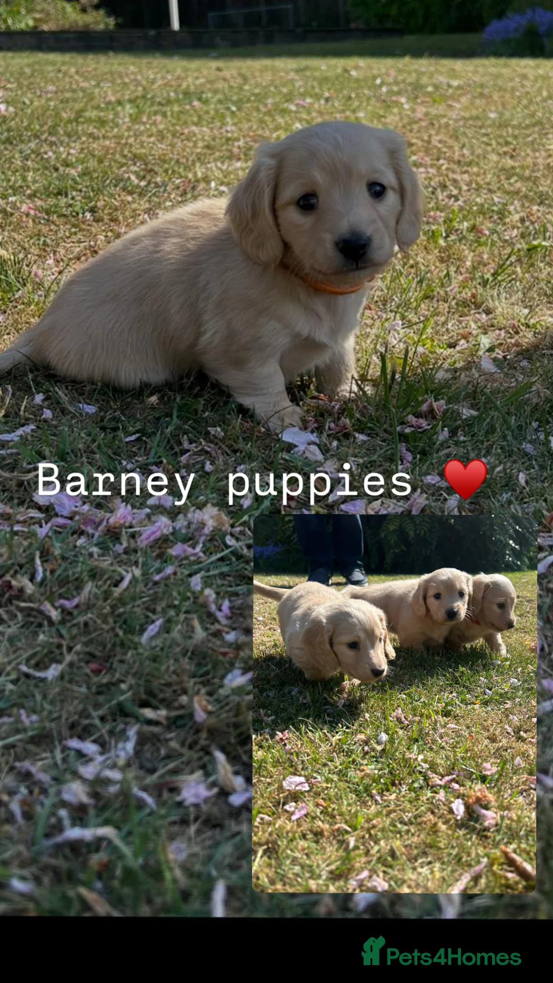 Miniature Dachshund dogs for stud: Miniature dachshund stud dog  - Advert 3