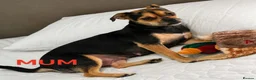 Jackapoo dogs for sale: 2 Jackapoo puppies last 2 of litter of 5 in March - Advert 7