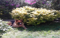 German Shepherd dogs for sale: German Shepherd pups ready end of August  - Image 33