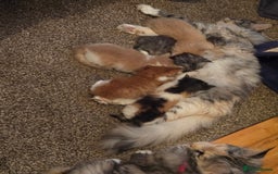 Maine Coon cats for sale: Maine coon kittins  for sale - Image 8