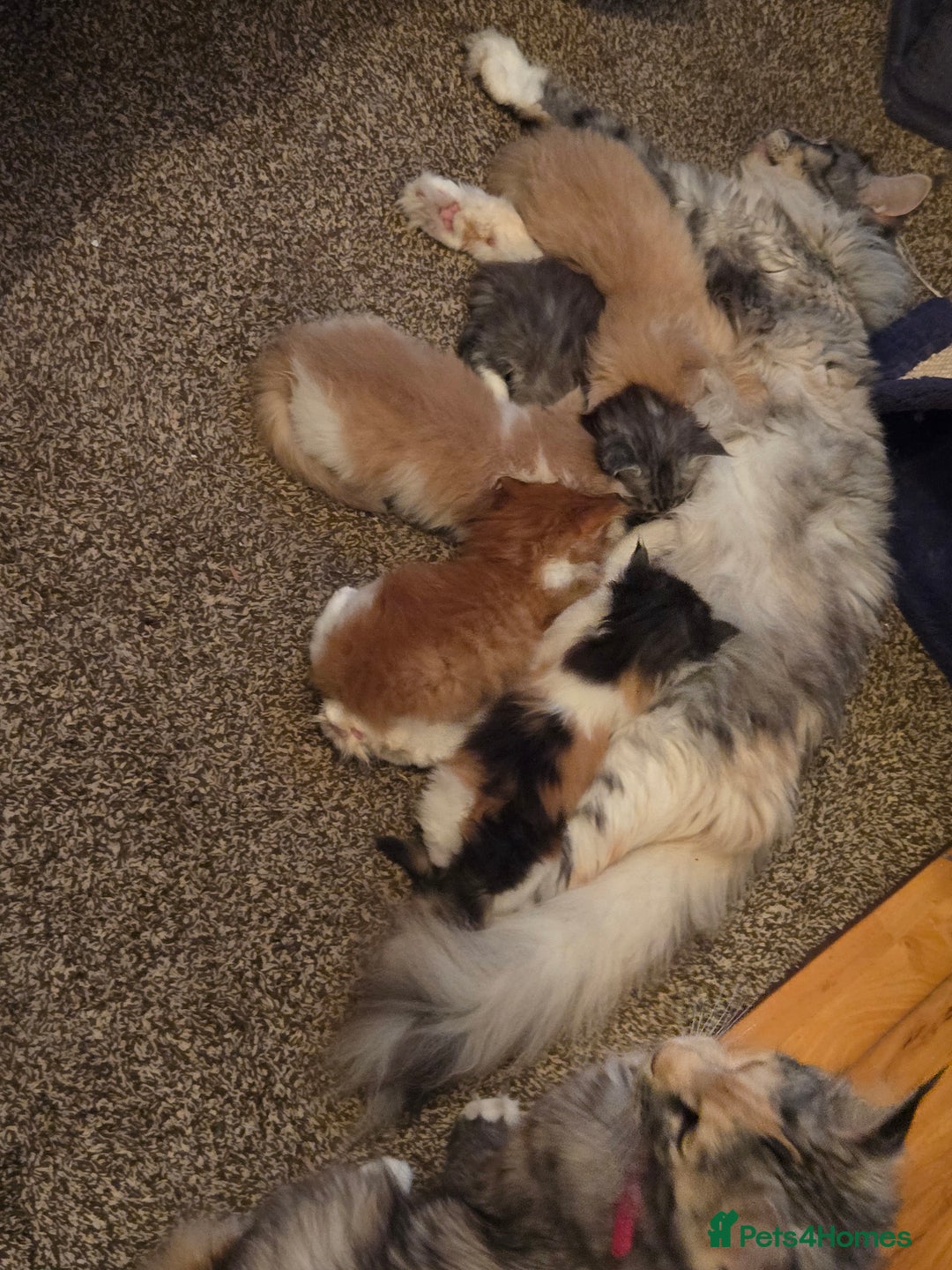 Maine Coon cats for sale: Maine coon kittins  for sale - Image 8