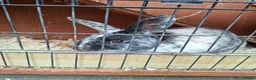 Harlequin rabbits for sale: Male Harlequin 2 years in Scunthorpe - Advert 4