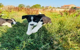 Border Collie dogs for sale: Gorgeous KC reg border collie pups  - Image 8