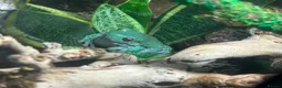 Frog reptiles for sale: X4 White Tree Frogs + 3ft Terrarium Full Setup - Advert 8