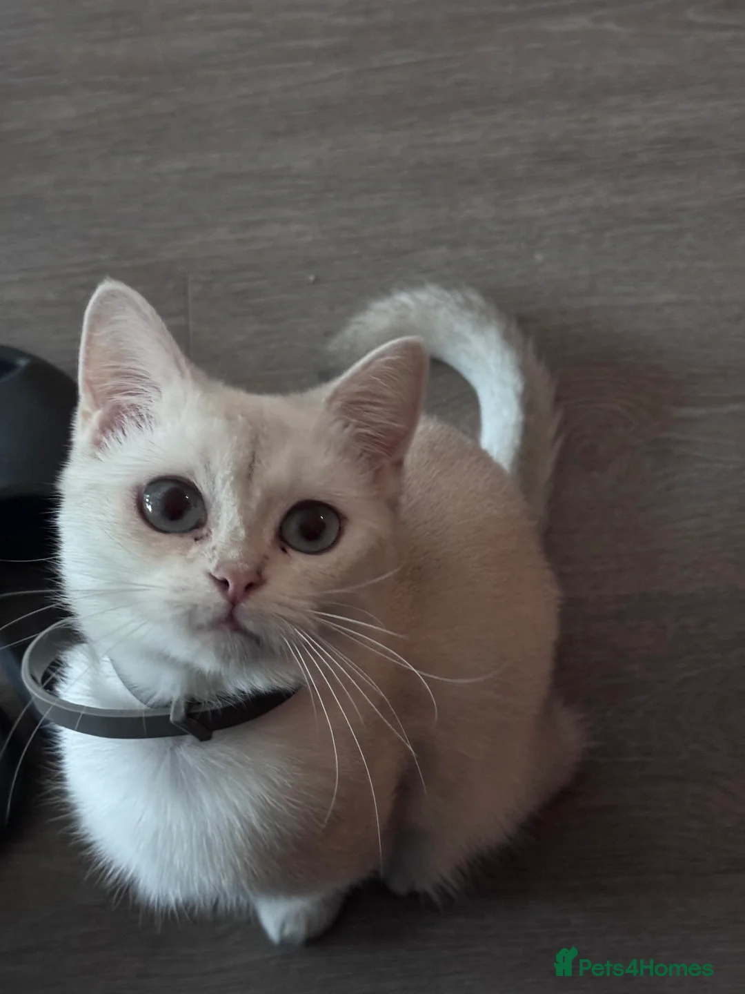 British Shorthair cats for sale: 2 BSH cat for sale - Advert 20