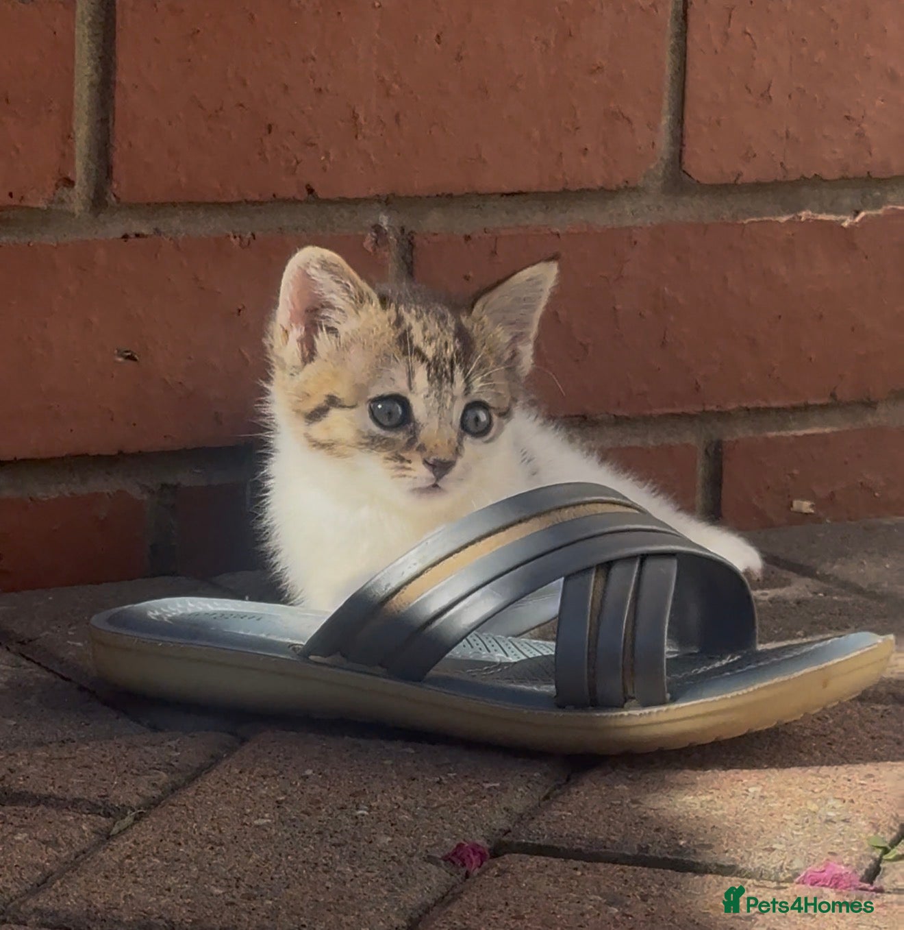 Mixed Breed cats Half bengal kittens  - Advert 22