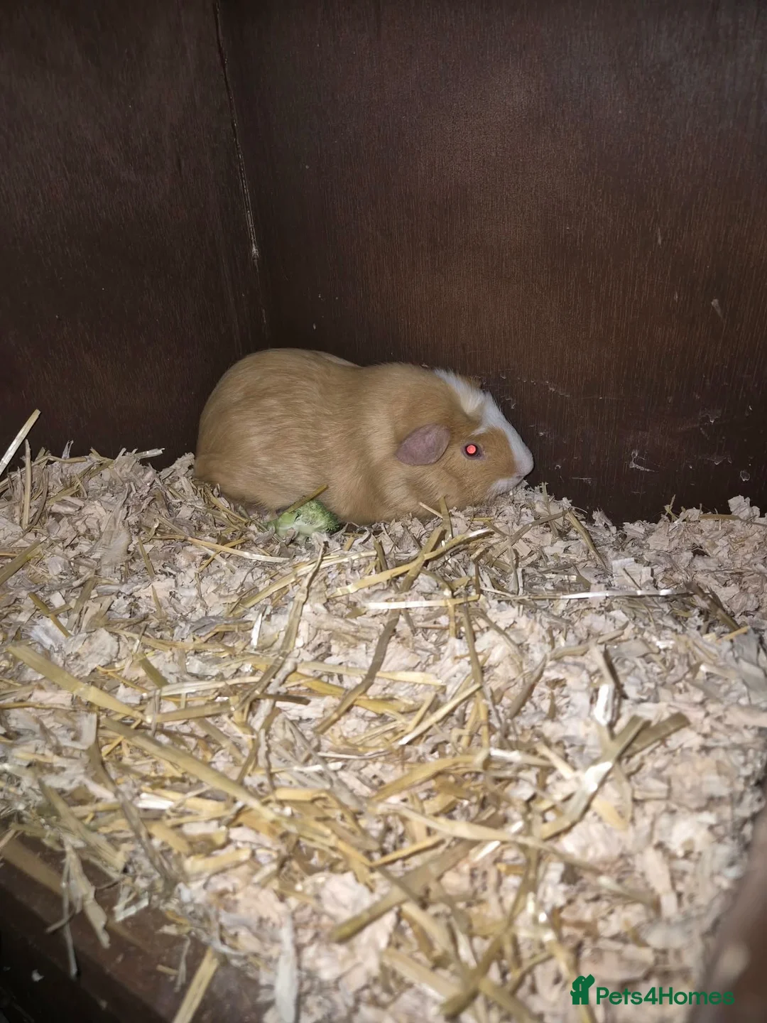 Guinea Pig rodents for sale: guinea pig - Advert 3