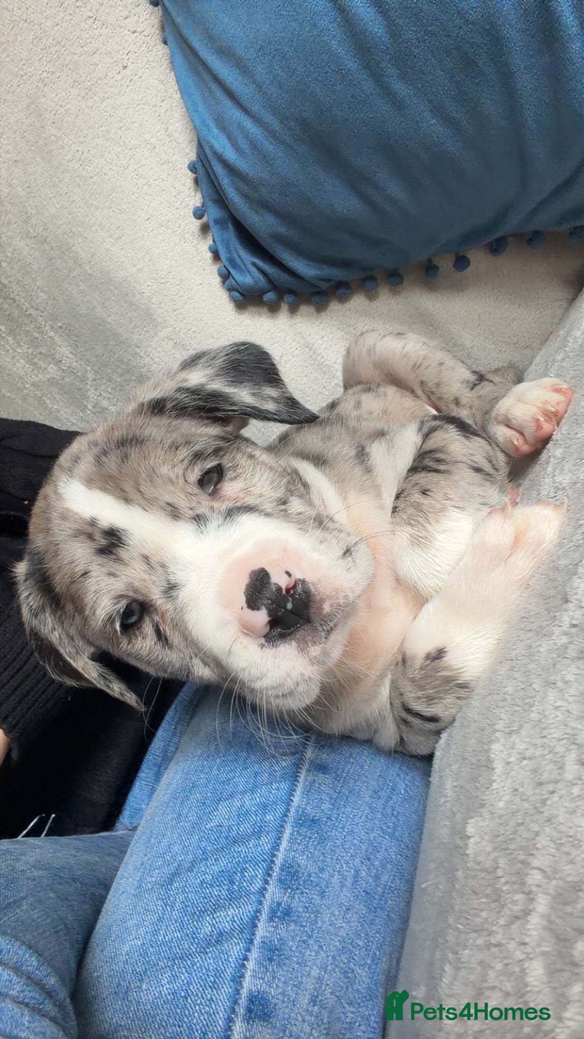 Mixed Breed dogs mix breed pup for sale  - Advert 5