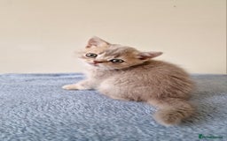 British Shorthair cats for sale: 3 beautiful british shorthair kittens 🥰 - Image 11