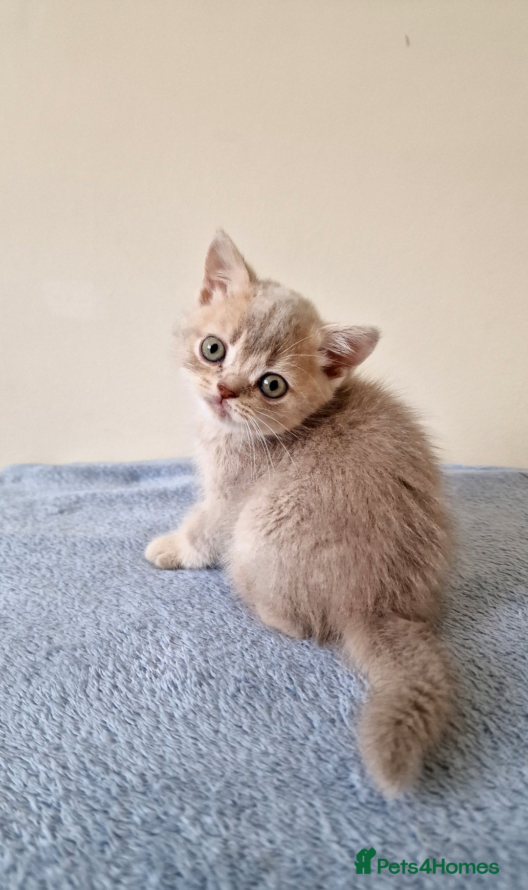 British Shorthair cats for sale: 3 beautiful british shorthair kittens 🥰 - Image 11