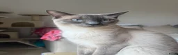 Ragdoll cats for sale: Loving Ragdoll Boy Looking For A Furrever Home - Advert 6
