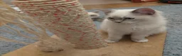 Ragdoll cats for sale: Ragdoll 1 - Advert 18