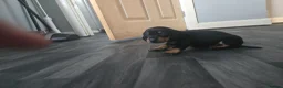 Miniature Dachshund dogs for sale: Miniature dachshund  - Advert 10