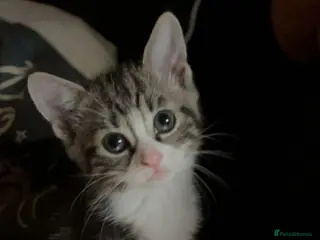 Mixed Breed cats 1 beautiful female kitten for sale ready now! - Advert 6