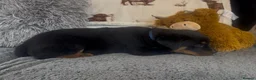 Rottweiler dogs for sale: Rottweiler Pups ready to leave  - Advert 21
