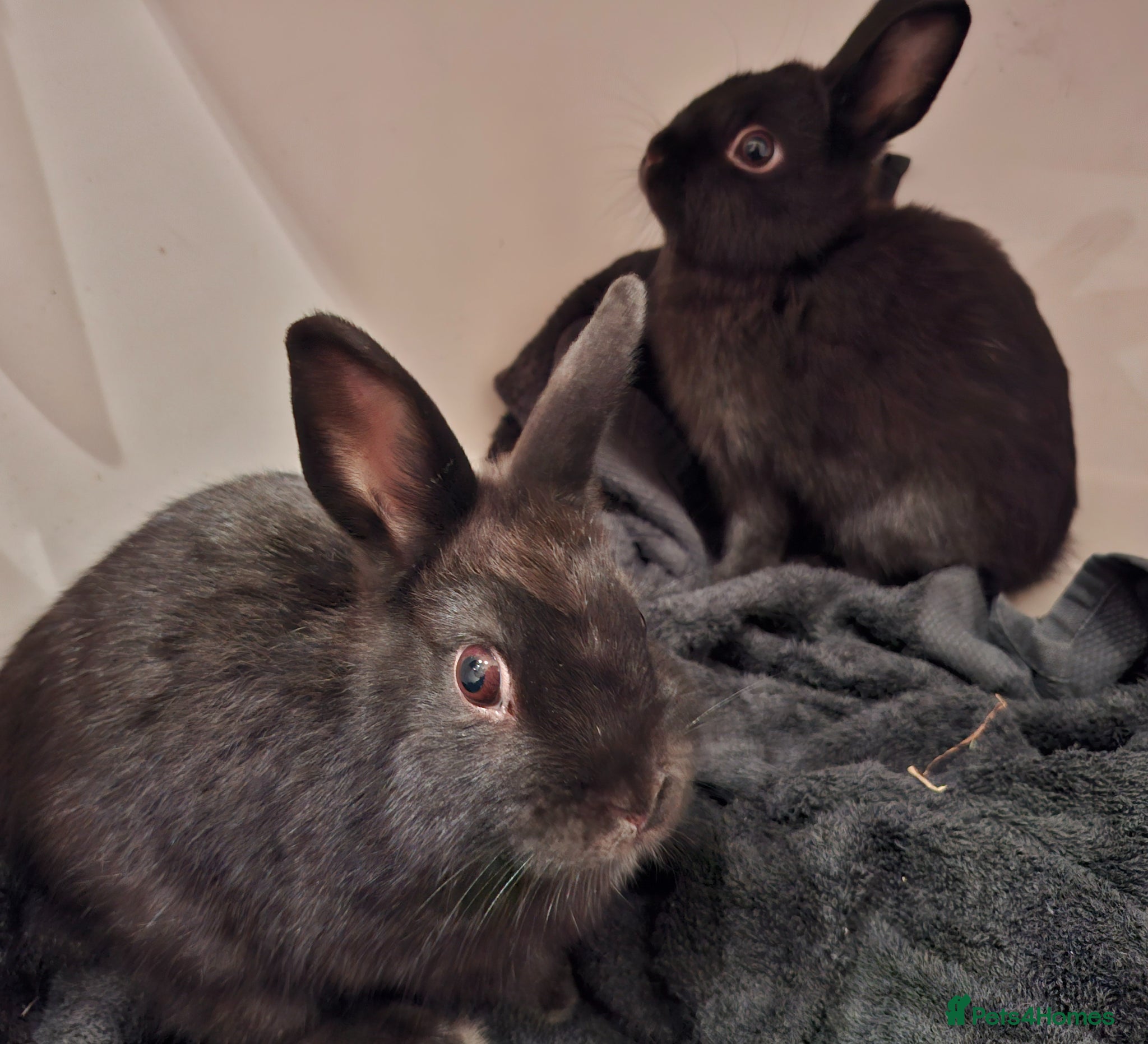 Dwarf Lop rabbits for sale: 3 Male Dwarf Rabbits (+Optional Cage Setup) in Ashton-under-Lyne - Advert 10