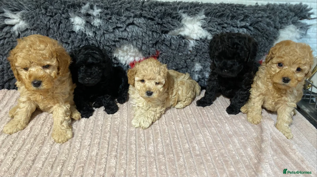 Toy Poodle dogs for sale: Toy Poodles KC Registered Health Tested Parents - Advert 28