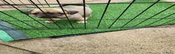 Mixed Breed dogs for sale: PUPPIESSSS in Huddersfield - Advert 14