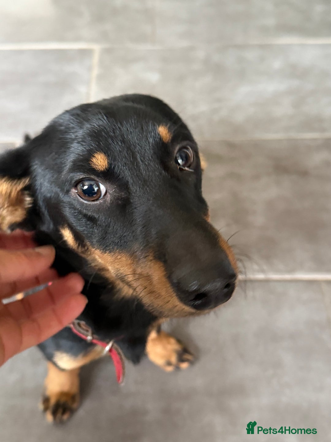 Dachshund dogs for adoption: Rocky needs Love  - Advert 8