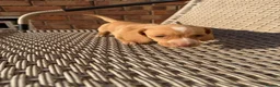Miniature Dachshund dogs for sale: Long haired miniature dachshund - Advert 4