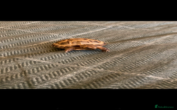 Tortoise reptiles for sale: 2 horsefield tortoises need rehoming!  - Image 4