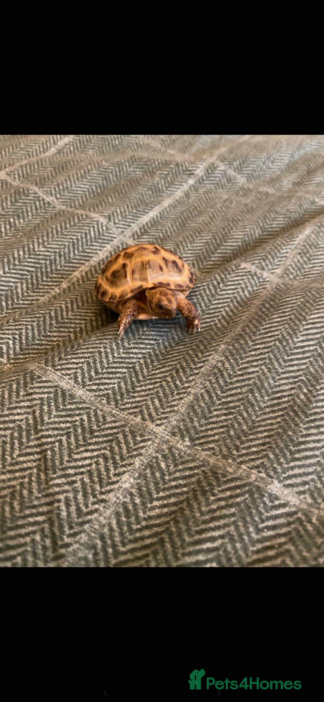 Tortoise reptiles for sale: 2 horsefield tortoises need rehoming!  - Image 4