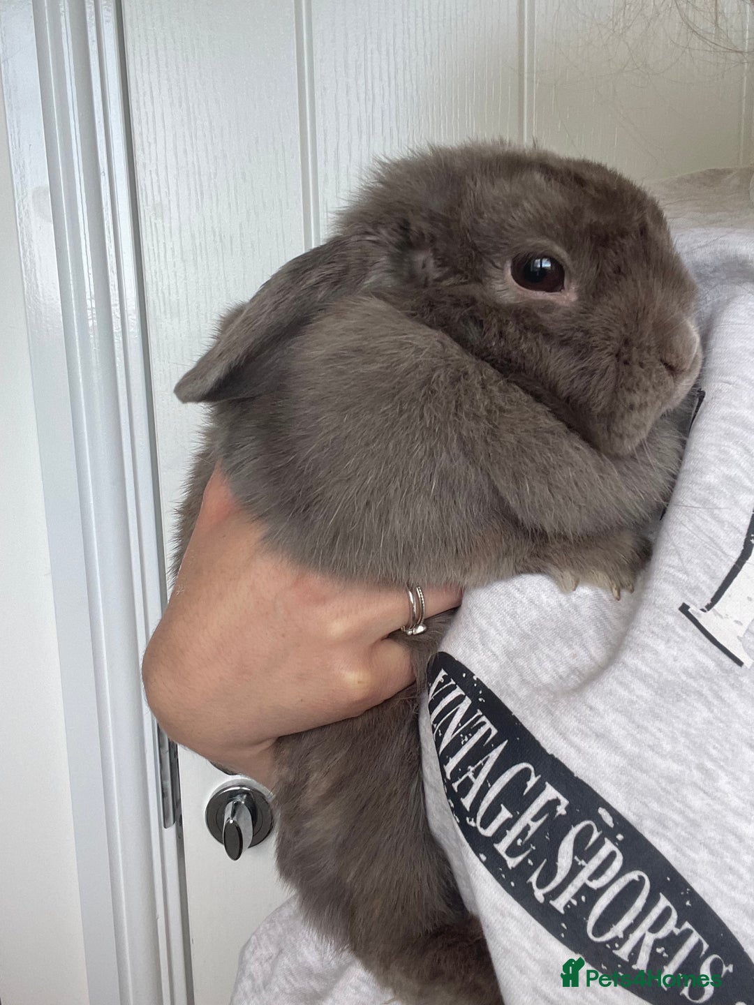 Dwarf Lop rabbits for sale: Dwarf lop Rabbit - INDOOR - Image 5