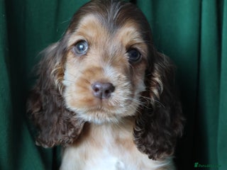 Cocker Spaniel dogs Championline Cocker Spaniel - READY TO LEAVE - Advert 3