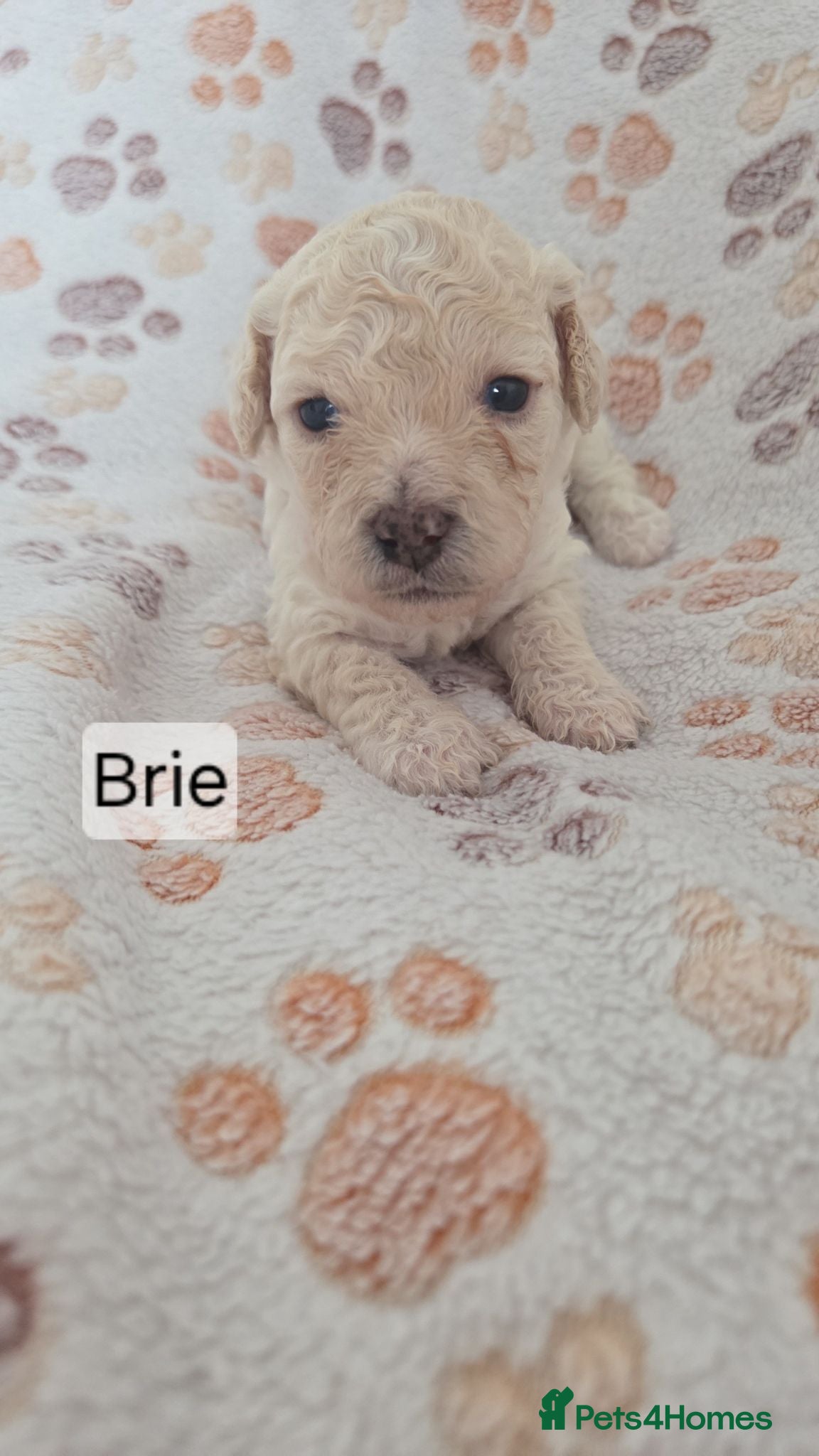 Mixed Breed dogs Beautiful cavachon x cockapoo puppies for sale - Advert 1