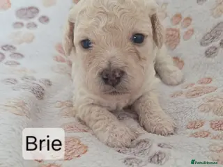 Mixed Breed dogs Beautiful cavachon x cockapoo puppies for sale - Advert 7