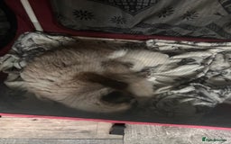 Ragdoll cats for sale: Beautiful pedigree blue point seal point Ragdolls - Image 10