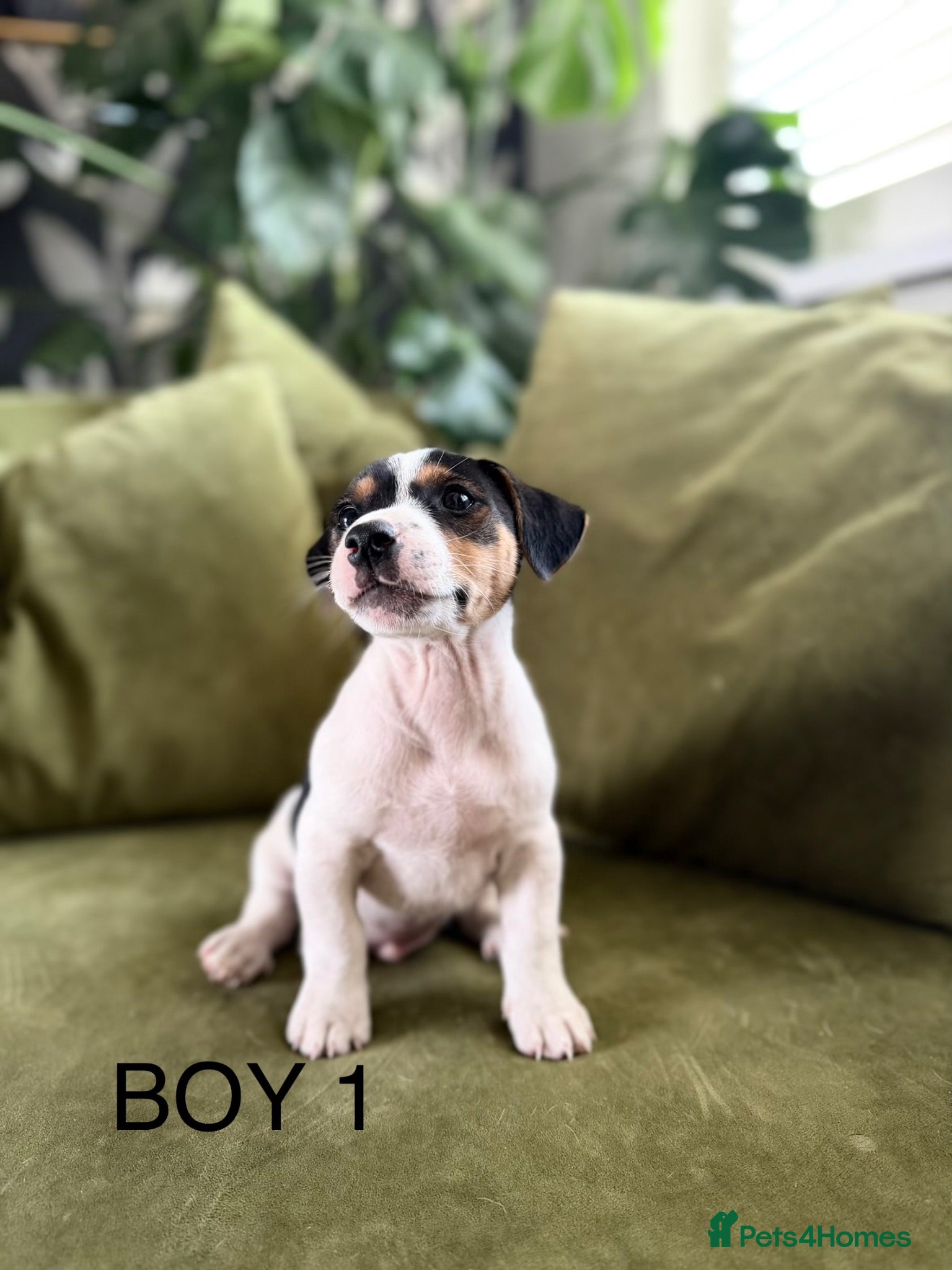 Jack Russell dogs Jack Russell Puppies - Advert 6