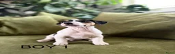Jack Russell dogs for sale: Jack Russell Puppies - Advert 3