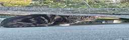 Mixed Breed cats for sale: Chocolate box kittens! - Advert 12