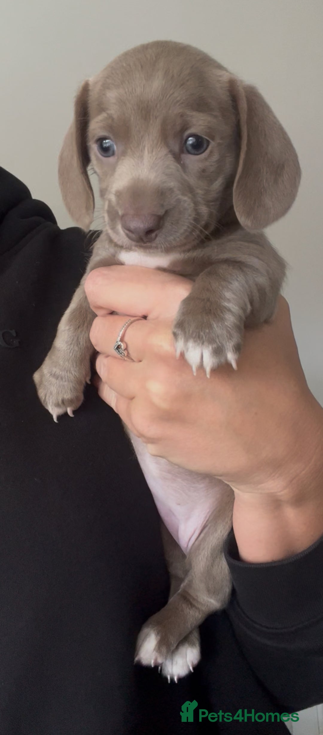 Miniature Dachshund dogs for sale: ✨ THE LAST BEAUTIFULLY BRED KC REG GIRL  - Image 3