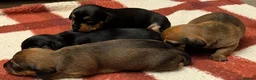 Mixed Breed dogs for sale: Adorable 3/4 Dachshund and 1/4 Chihuahua Chiweenie in Portsmouth - Advert 7