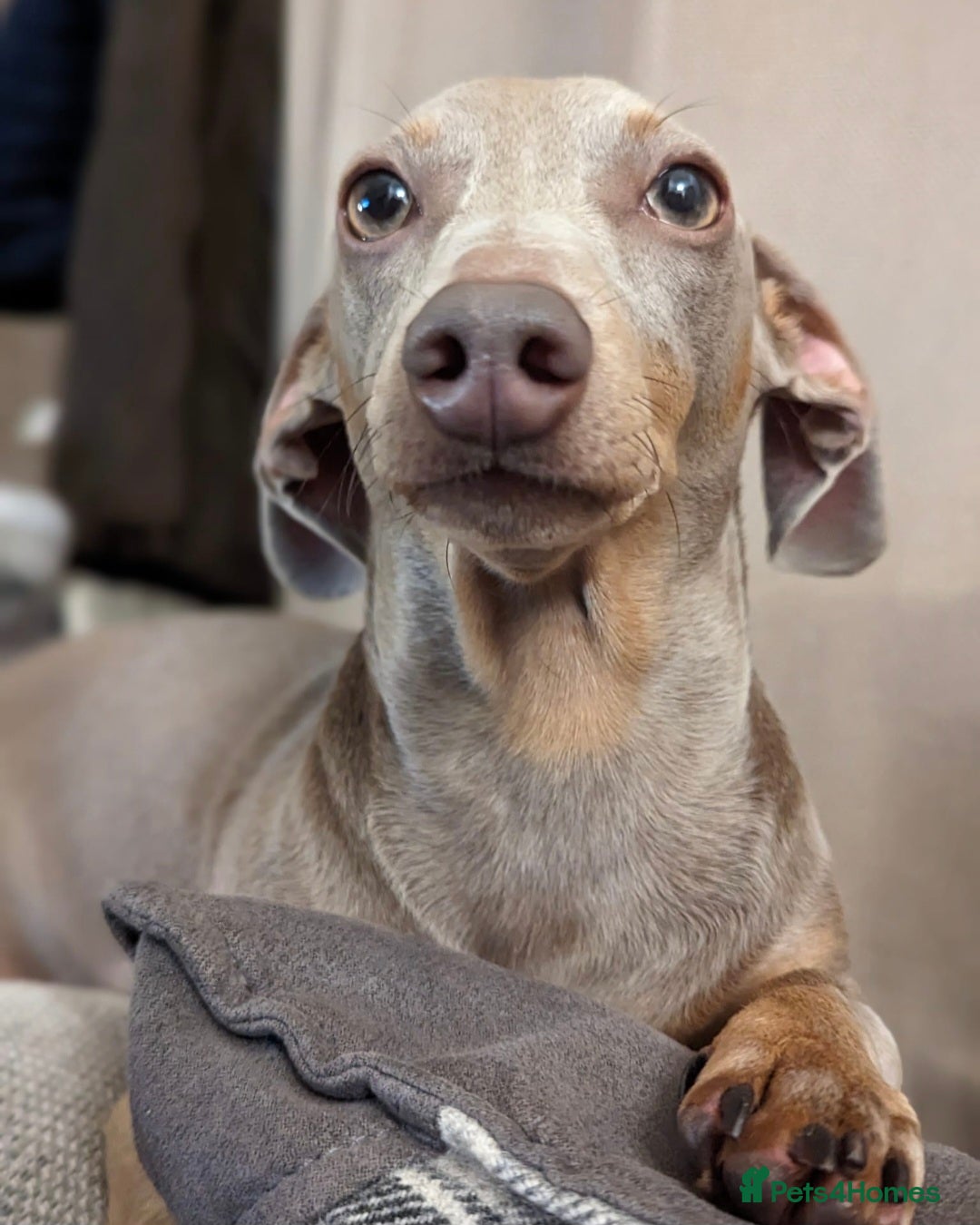Miniature Dachshund dogs for sale: Martha & Arthur £600 for both  - Image 7