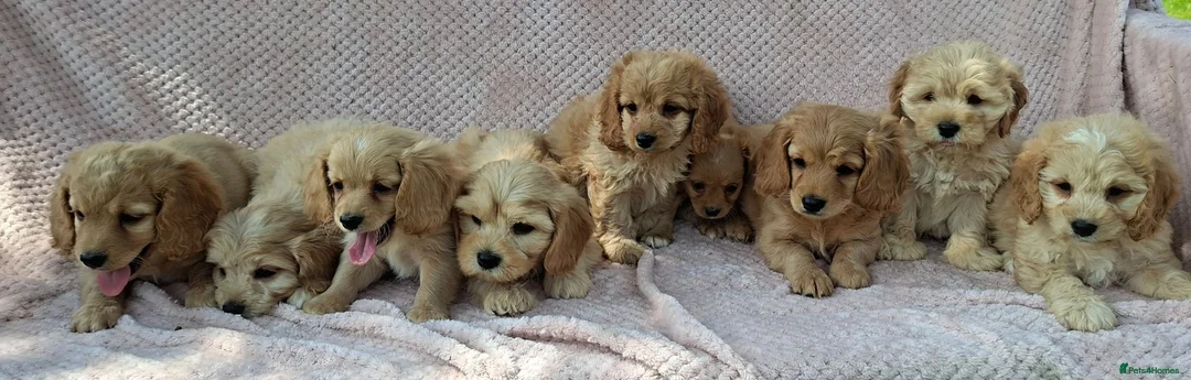 Cavapoochon dogs for sale: Gorgeous Cavapoochon Puppies  - Advert 1