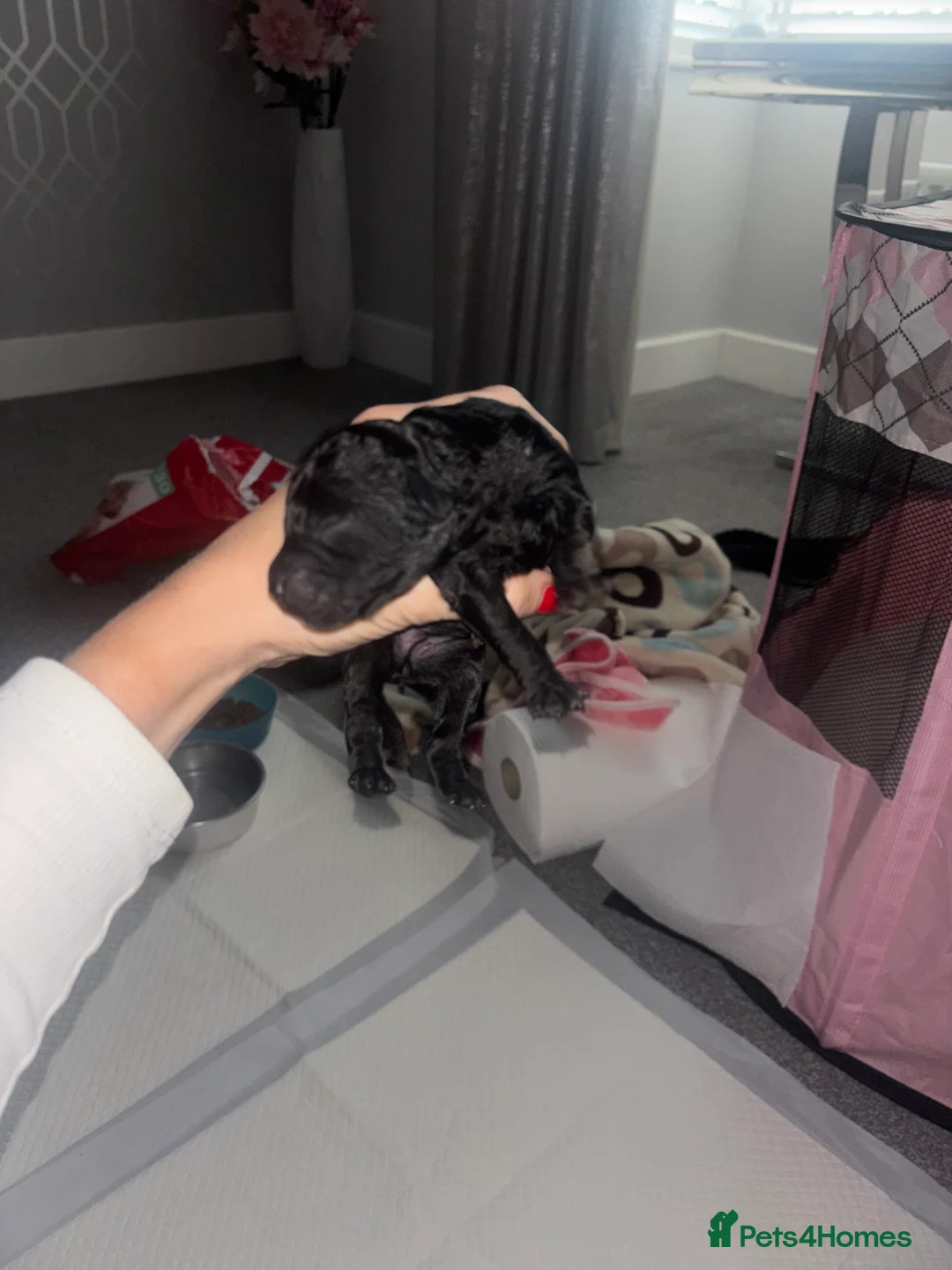 Cockapoo dogs for sale: F2 cars cockapoo’s - Advert 4